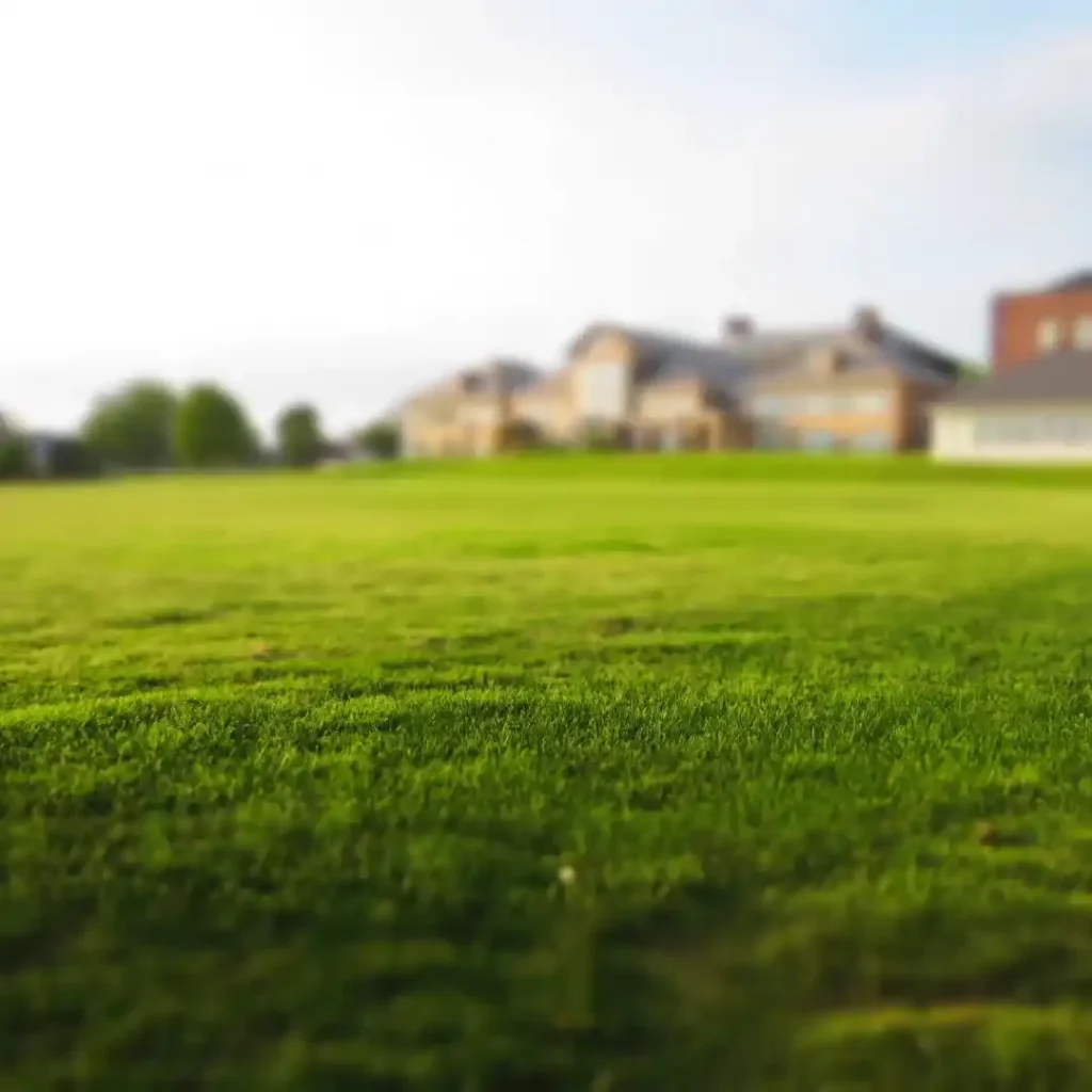 turf